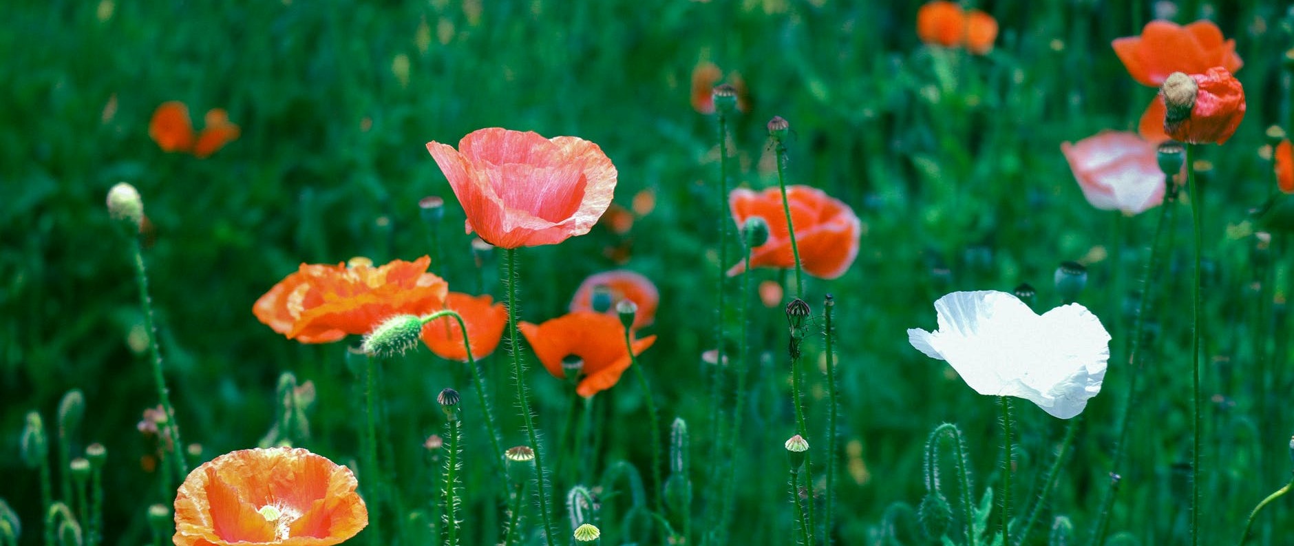 TUNI ZIAK IN KIPAAK NI